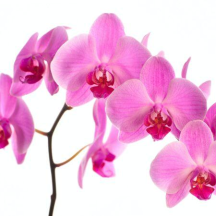 aesthetik-burgdorf.ch